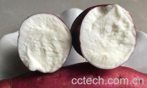 白心红薯的功效与作用 吃白心红薯的好处-1