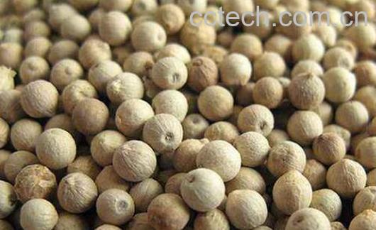 白胡椒的功效与作用及药用价值-1