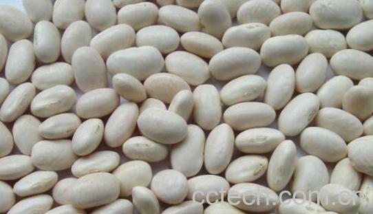 白芸豆的功效与禁忌-0