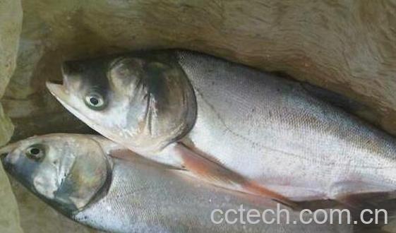 白鲢和花鲢的区别 吃白鲢的好处-0