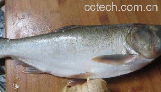白鲢和花鲢的区别 吃白鲢的好处-1