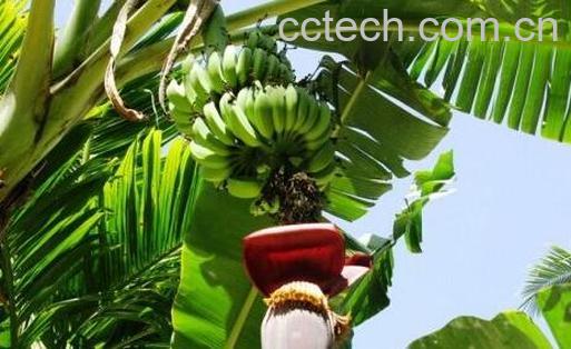 芭蕉花的功效与作用 芭蕉花怎么吃-1
