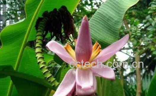 芭蕉花的功效与作用 芭蕉花怎么吃-0