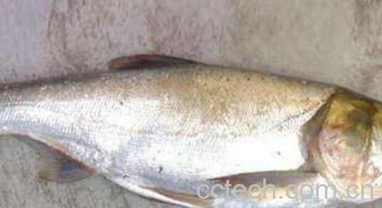 鳙鱼和鲢鱼的区别 -1