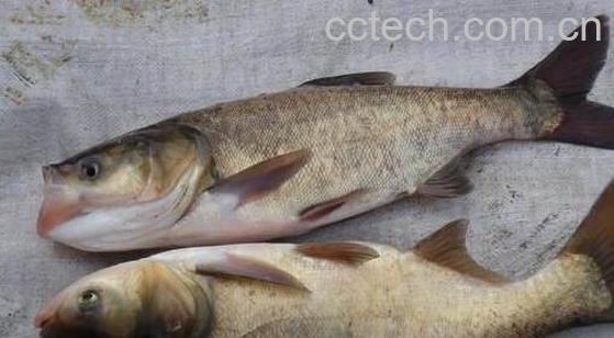 鳙鱼和鲢鱼的区别 -0