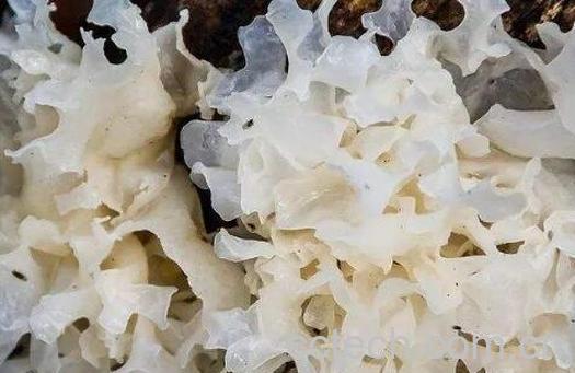 白木耳的功效与作用 白木耳怎么吃最好-0