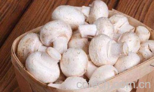 白蘑菇的做法 白蘑菇怎么做好吃-0