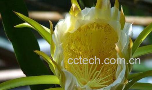 霸王花的功效与作用 霸王花的营养价值及药用价值-1