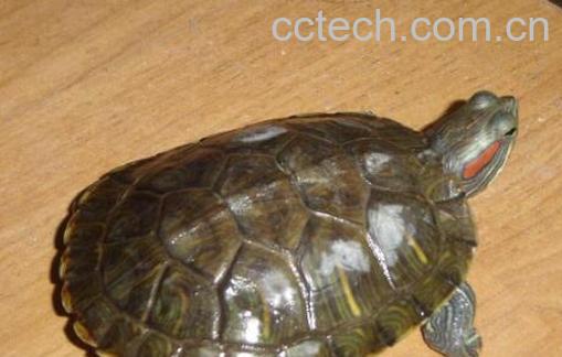 巴西龟能吃吗 巴西龟的危害-1