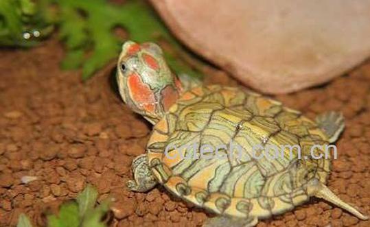 巴西龟能吃吗 巴西龟的危害-0