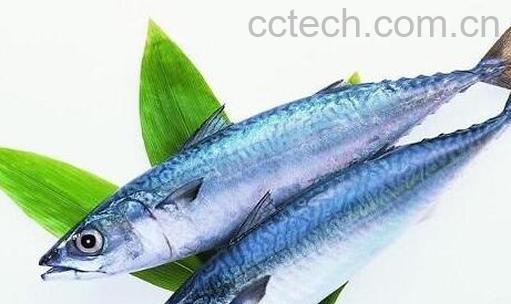 鲅鱼不能和什么一起吃 鲅鱼的食用禁忌-0