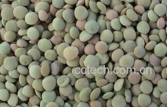 小扁豆的功效与作用 小扁豆怎么吃-1