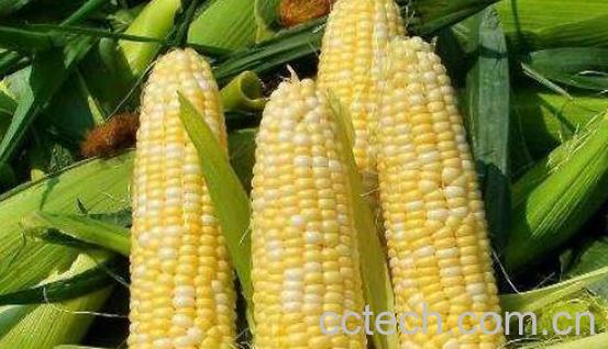 玉米的热量高吗 为什么减肥不建议吃玉米-1