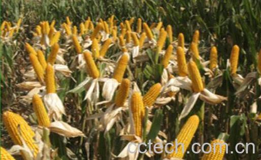 玉米轴的功效与作用-1