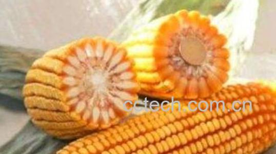 玉米轴的功效与作用-0