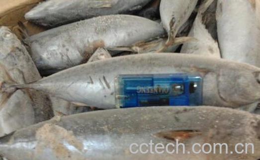 炮弹鱼什么人不能吃 炮弹鱼的最佳吃法-0