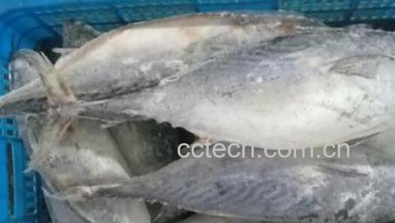 炮弹鱼什么人不能吃 炮弹鱼的最佳吃法-1