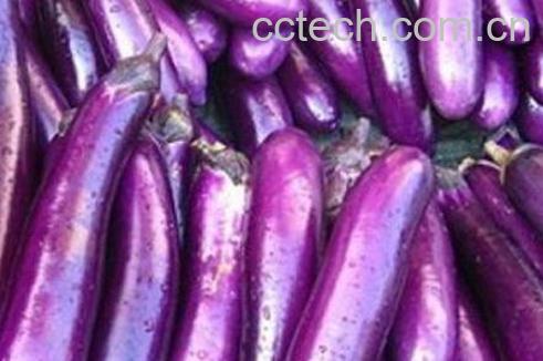 紫茄子的功效与作用-0