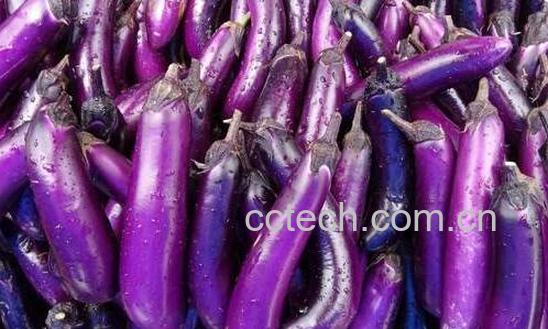 紫茄子的功效与作用-1