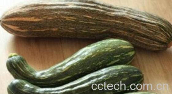 方瓜的功效与作用 吃方瓜的好处-1