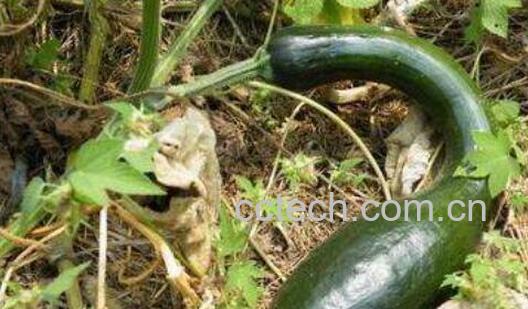 方瓜的功效与作用 吃方瓜的好处-0