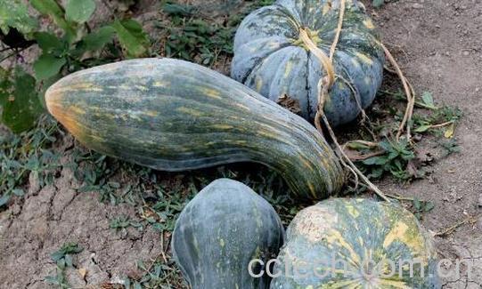 方瓜和南瓜的区别 方法的食用方法-0