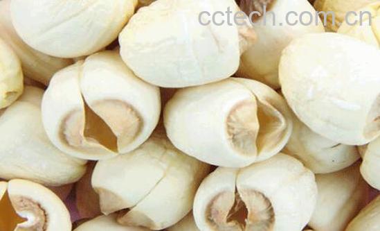 红皮莲子和白皮莲子的区别 吃莲子的好处-1