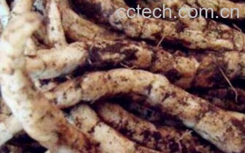 地笋子的功效与作用-0