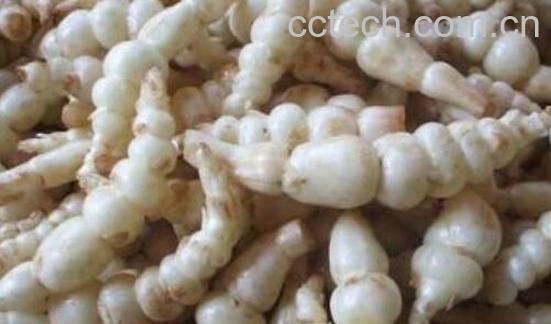 地笋子的功效与作用-1