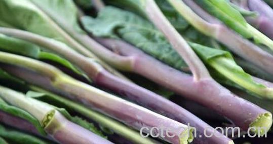 红芥菜的功效和作用 红芥菜的食用禁忌-0