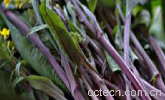 红芥菜的功效和作用 红芥菜的食用禁忌-1