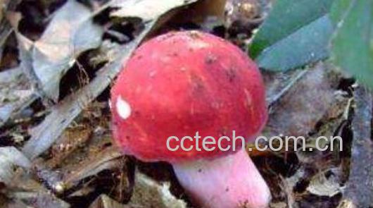 红菇和毒红菇的区别-1