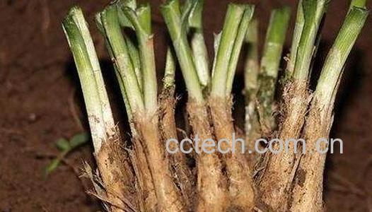 韭菜根的功效与禁忌-0