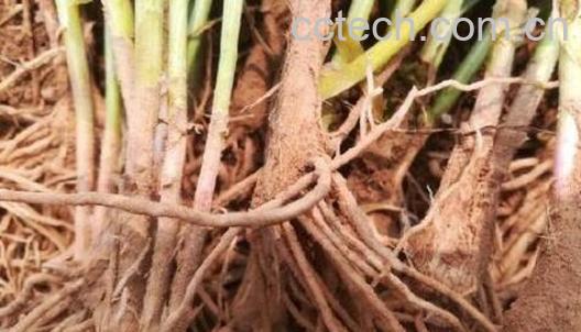 韭菜根的功效与禁忌-1