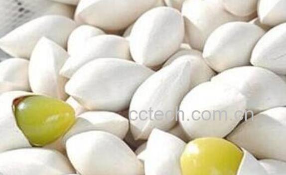 白果和白果仁的区别 吃白果的好处-1