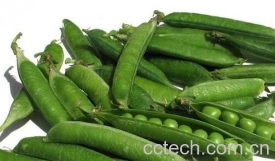 什么人不能吃豌豆 吃豌豆的禁忌-1