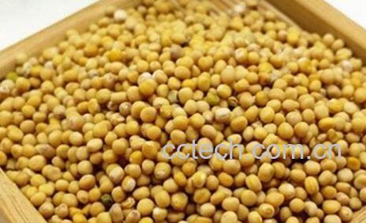 芥末籽和芥末的区别 芥末籽的功效-0