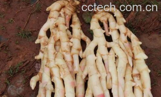 连子姜怎样泡 连子姜的正确做法-0