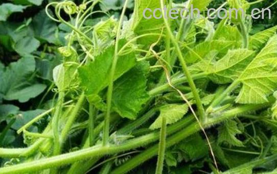 南瓜叶的功效和禁忌-1