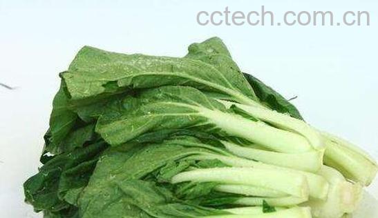 小白菜和油菜的区别 吃小白菜的好处-1