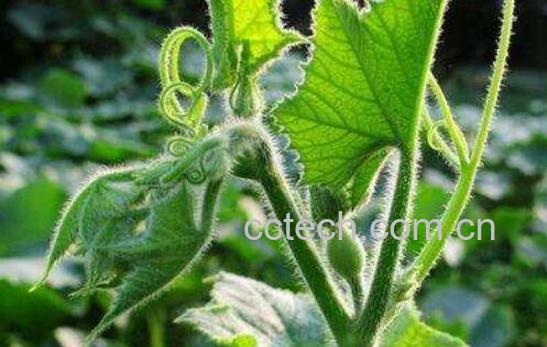 南瓜叶的功效和禁忌-0