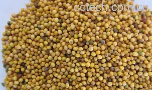 芥末籽怎么使用 芥末籽酱怎么用-1