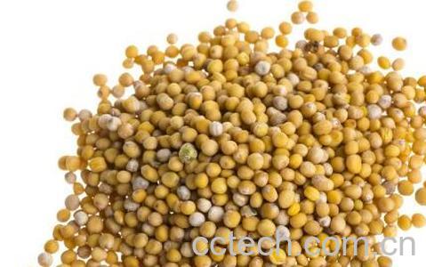 黄芥末籽的功效与作用-1