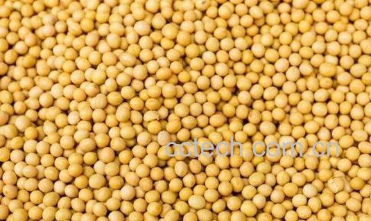 芥末籽怎么使用 芥末籽酱怎么用-0