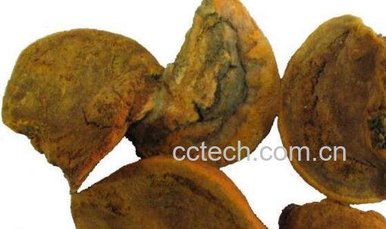 桑黄蘑菇的功效与作用-0