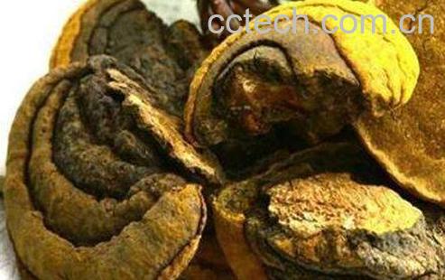 桑黄蘑菇的功效与作用-1