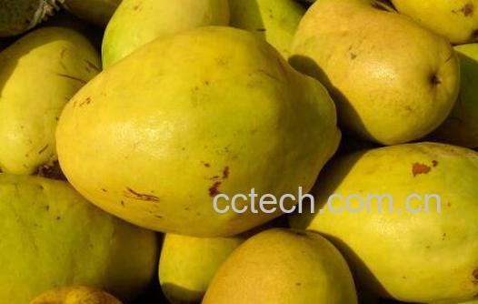 中药光木瓜的功效与作用-1