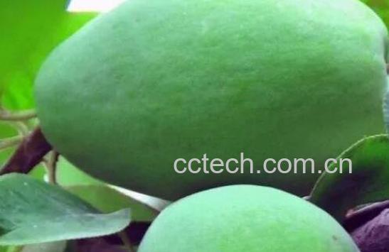 中药光木瓜的功效与作用-0