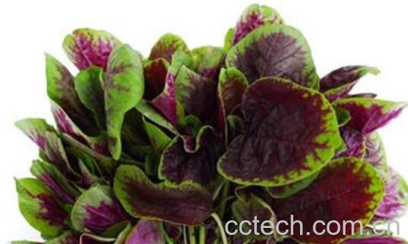 苋菜的功效与作用及禁忌-0