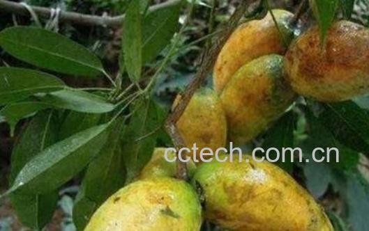 中药野木瓜的功效与作用-1